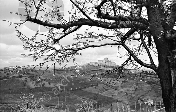 Panoramica trai i rami della collina della basilica del monte e zona sottostante Ciliegio fiori colline campi coltivati abazia convento chiesa