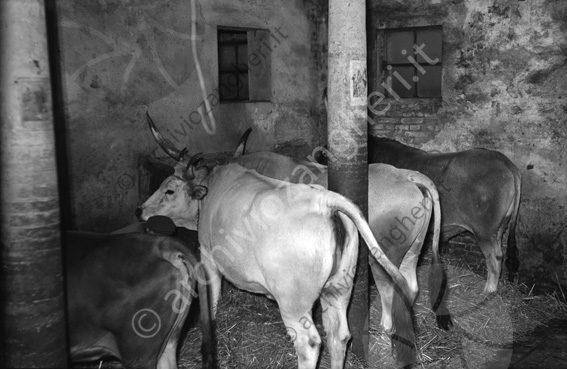 Tenuta Principe Colonna stalla vacche buoi fieno corna coda vitelli