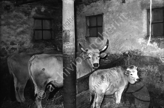 Tenuta Principe Colonna bestiame buoi vacche vitello corna stalla