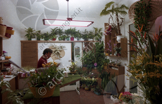 Interno negozio fiorista Rossini Interno negozio fiori e piante