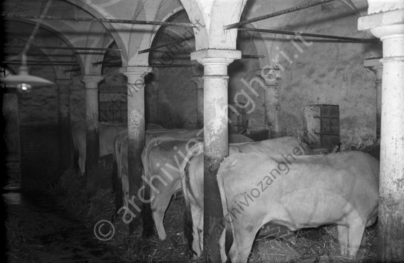 Tenuta Principe Colonna bestiame buoi vacche fieno stalla
