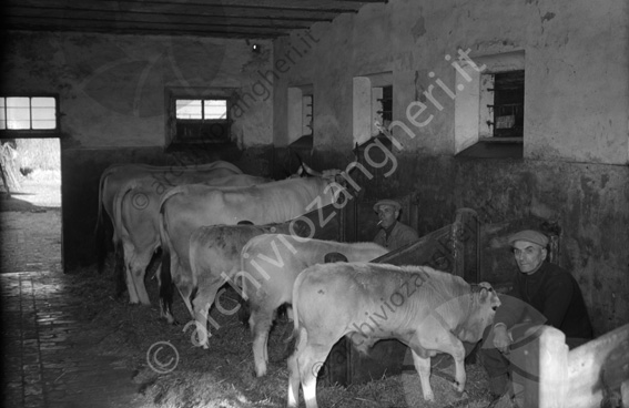 Tenuta Principe Colonna bestiame e allevatori vitelli buoi stalla fieno