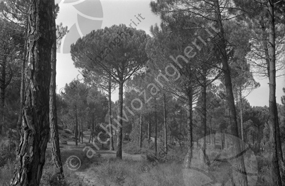 Pineta pini alberi 