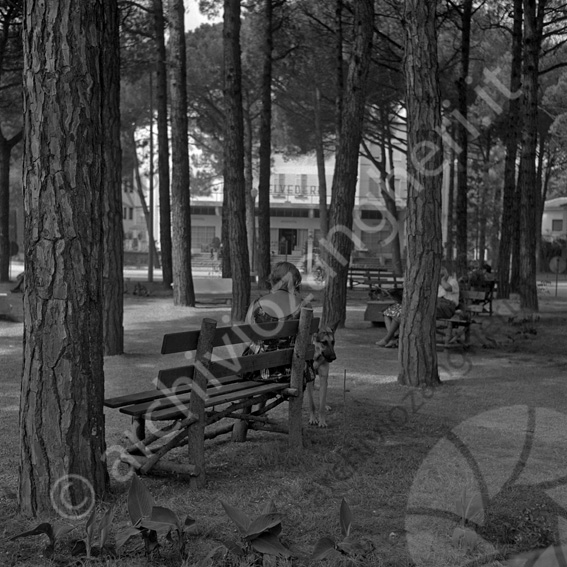 Relax nella rotonda Don Minzoni Signora cane panchina belvedere pini ombra