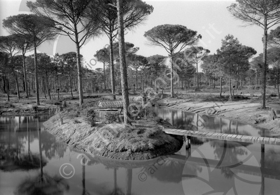 Parco naturale di Cervia alberi pini ponte acqua Canaletto