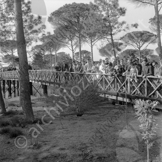 parco naturale di Cervia Ponte canale pavone ruota steccato bambini spettatori curiosi gente