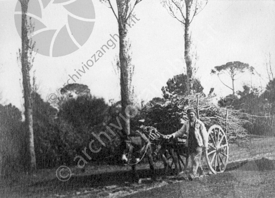 vecchia pineta Carro asino uomo strada alberi