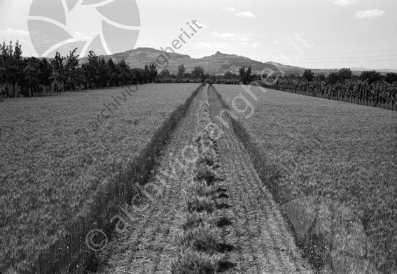 Consorzio Agrario Righi campo di grano campo Bertinoro