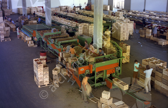 RODA Magazzino Casadei Cesena Macchine lavorazione ortofrutta magazzino capannone operai lavoratrici