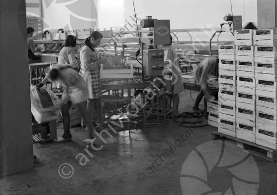 Roda linea fagiolini COF Magazzino della frutta al capannone operai lavoratrici cassette macchine per l'ortofrutta