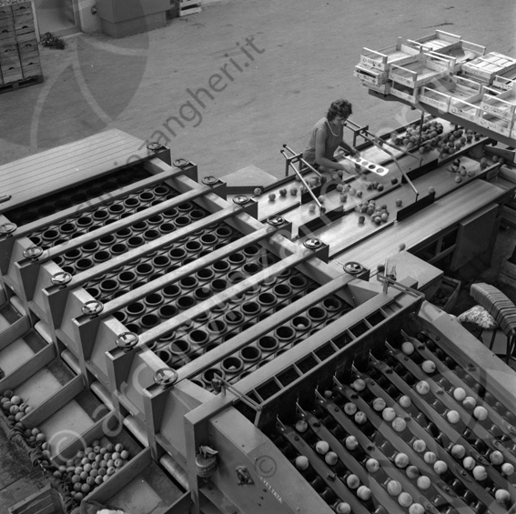 Roda impianto Capor Budrio Macchine per l'ortofrutta magazzino capannone operai lavoratrici cassette