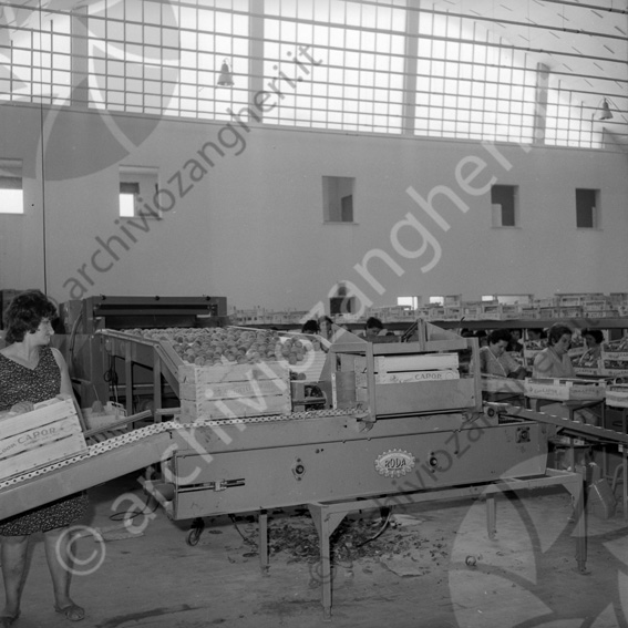 Roda impianto Capor Budrio Macchine per l'ortofrutta magazzino capannone operai lavoratrici cassette pesche