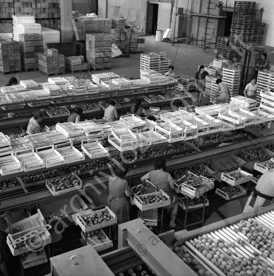 Roda impianto Capor Budrio magazzino frutta pesche operaie donne cassette