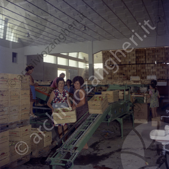Roda impianto Capor Budrio magazzino frutta pesche operaie donne cassette