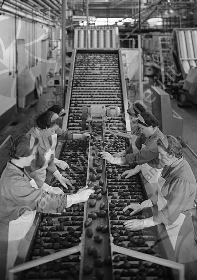 Arrigoni lavorazione pomodori ripr. da dia industria azienda lavoro operaie pomodori verdura 